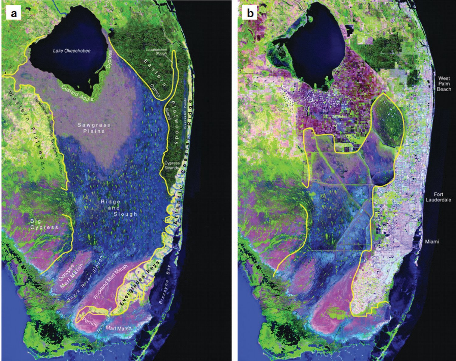 The image on the left (a) shows the pre-drainage conditions. The image on the right (b) shows current conditions. The yellow line outlines the Everglades. The area just south of Lake Okeechobee is the EAA.